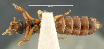 Media type: image;   Entomology 6534 Aspect: habitus ventral view